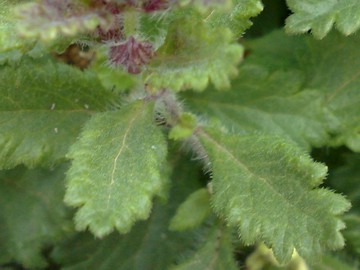 Una Lamiacea a cuscino - Teucrium chamaedrys